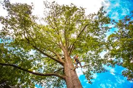 How Our Tree Care Process Works  in  North Myrtle Beach, SC